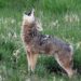 Coyote
