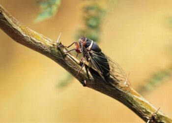 cicada