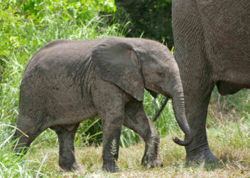 endangered