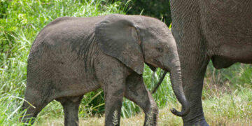 endangered