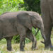 endangered