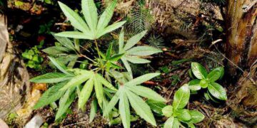 Marijuana