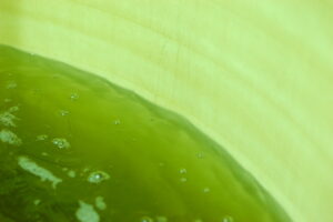Algae Blooms Being Toxic in the Country Algae