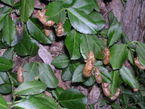 cicada