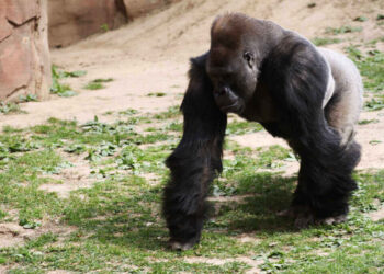 Apes