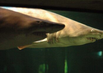 Shark Bites