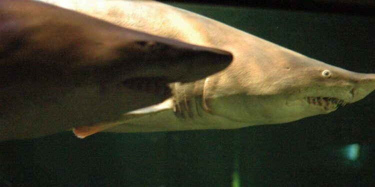 Shark Bites