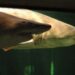 Shark Bites