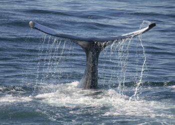Whales