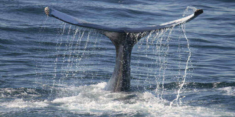 Whales