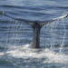 Whales