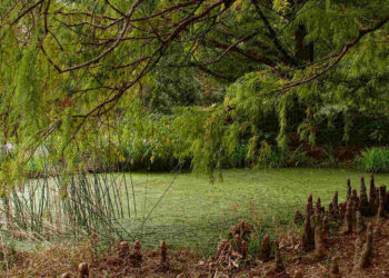 Algae