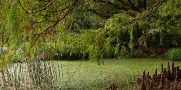 Algae