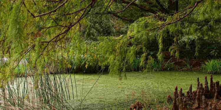 Algae