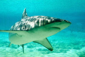 Shark Bites