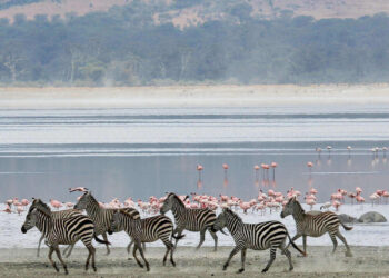 Zebras