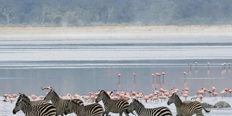 Zebras