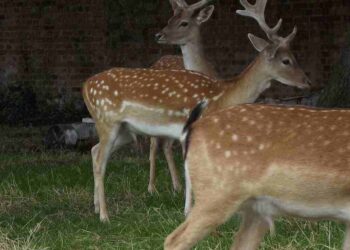 Deer