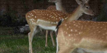 Deer