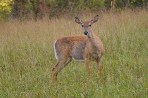 Deer