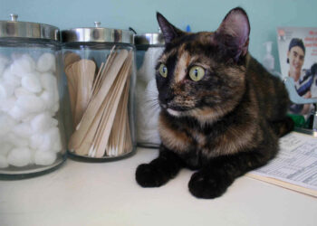 animal testing