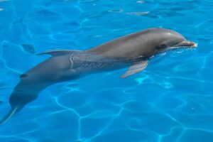 Why Is Sea Life at Risk? sea life