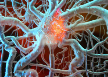 Brain's