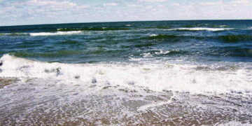 Marine Life