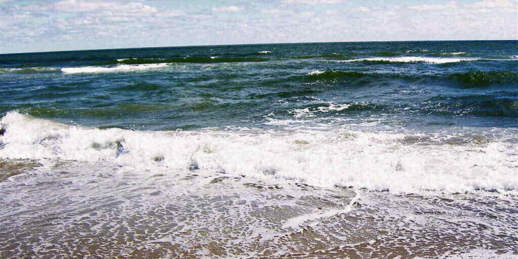 Marine Life