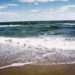 Marine Life