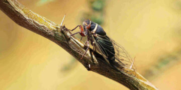 cicadas