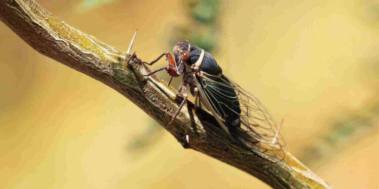 cicadas