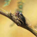 cicadas