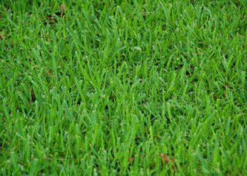 No Mow May