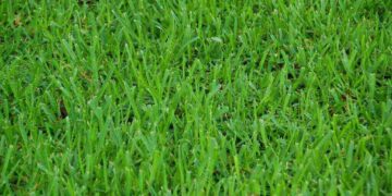 No Mow May