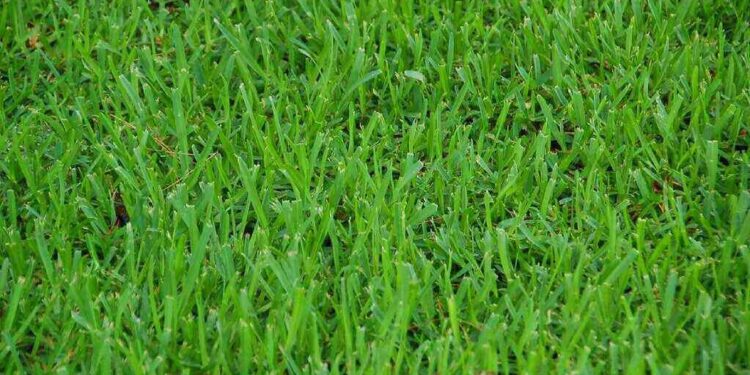 No Mow May