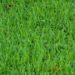 No Mow May