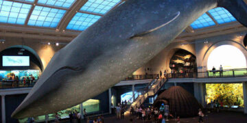 whales