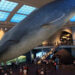 whales