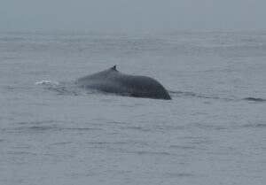 whales