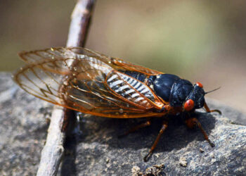 Cicada