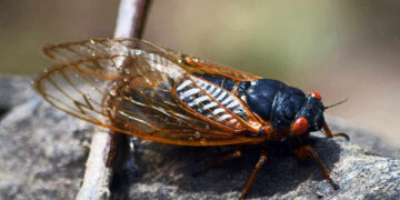 Cicada