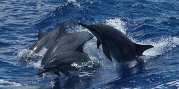 Dolphin