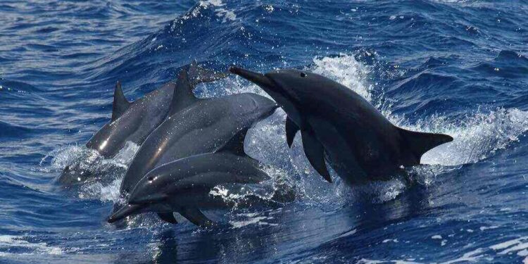 Dolphin