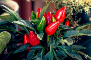 Chili's Closing an End of an Era in Casual Dining Chili's