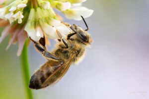 Bees