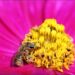 Bees