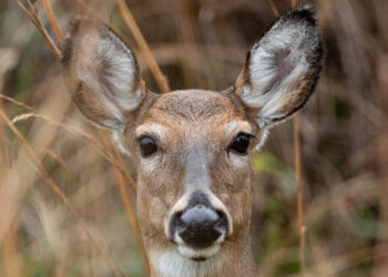 Zombie Deer