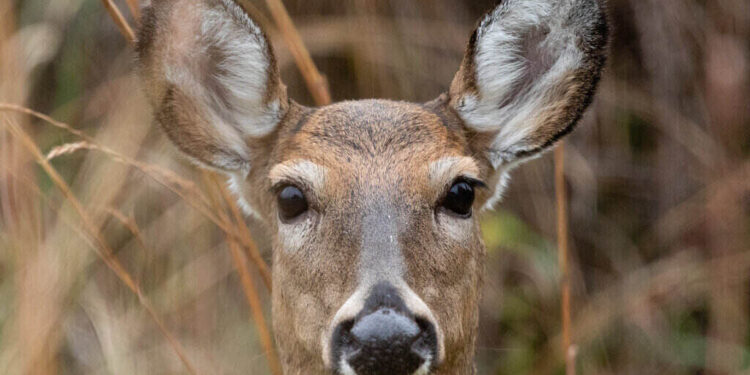 Zombie Deer