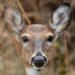 Zombie Deer